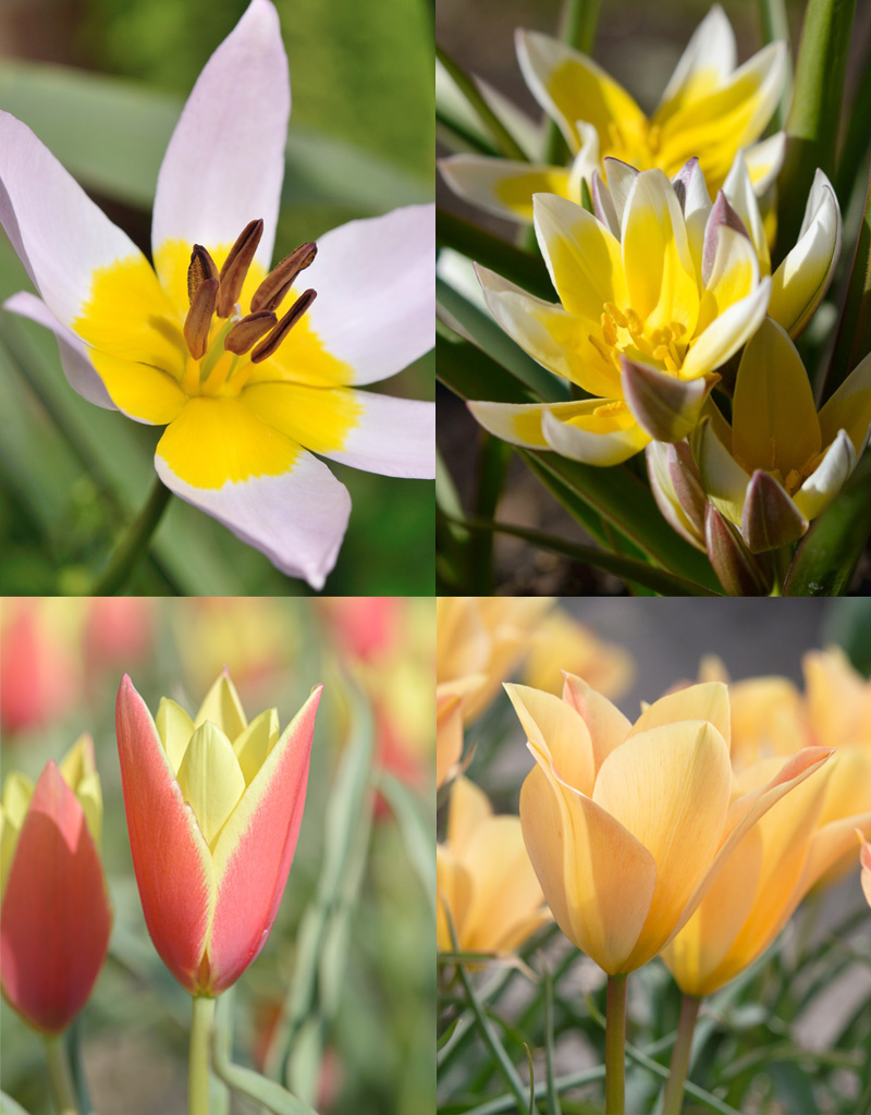 Mischung  Mischung: Botanische Tulpenmischung – BIO