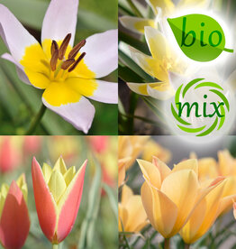 Mischung  Mischung: Botanische Tulpenmischung – BIO