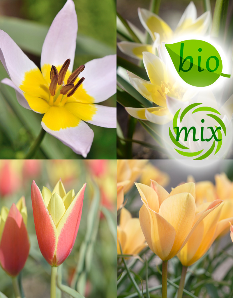 Mischung  Mischung: Botanische Tulpenmischung – BIO
