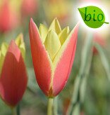 Mischung  Mischung: Botanische Tulpenmischung – BIO