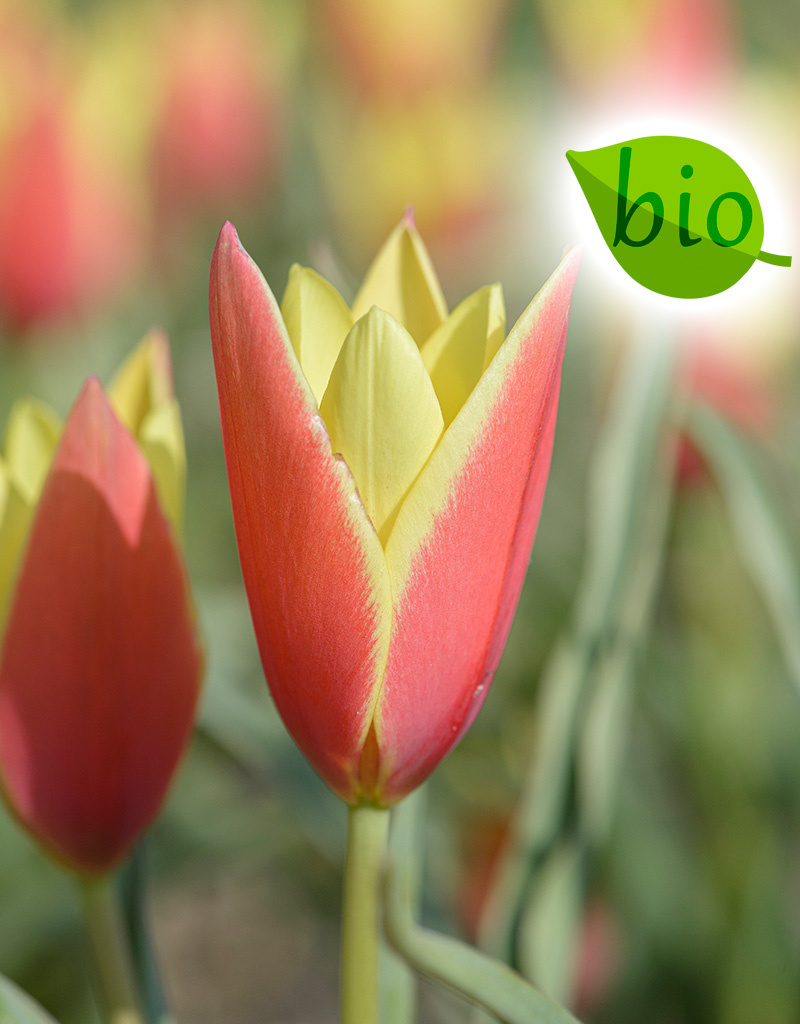 Mischung  Mischung: Botanische Tulpenmischung – BIO