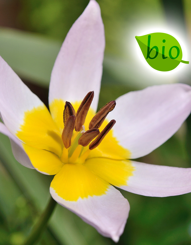 Mischung  Mischung: Botanische Tulpenmischung – BIO