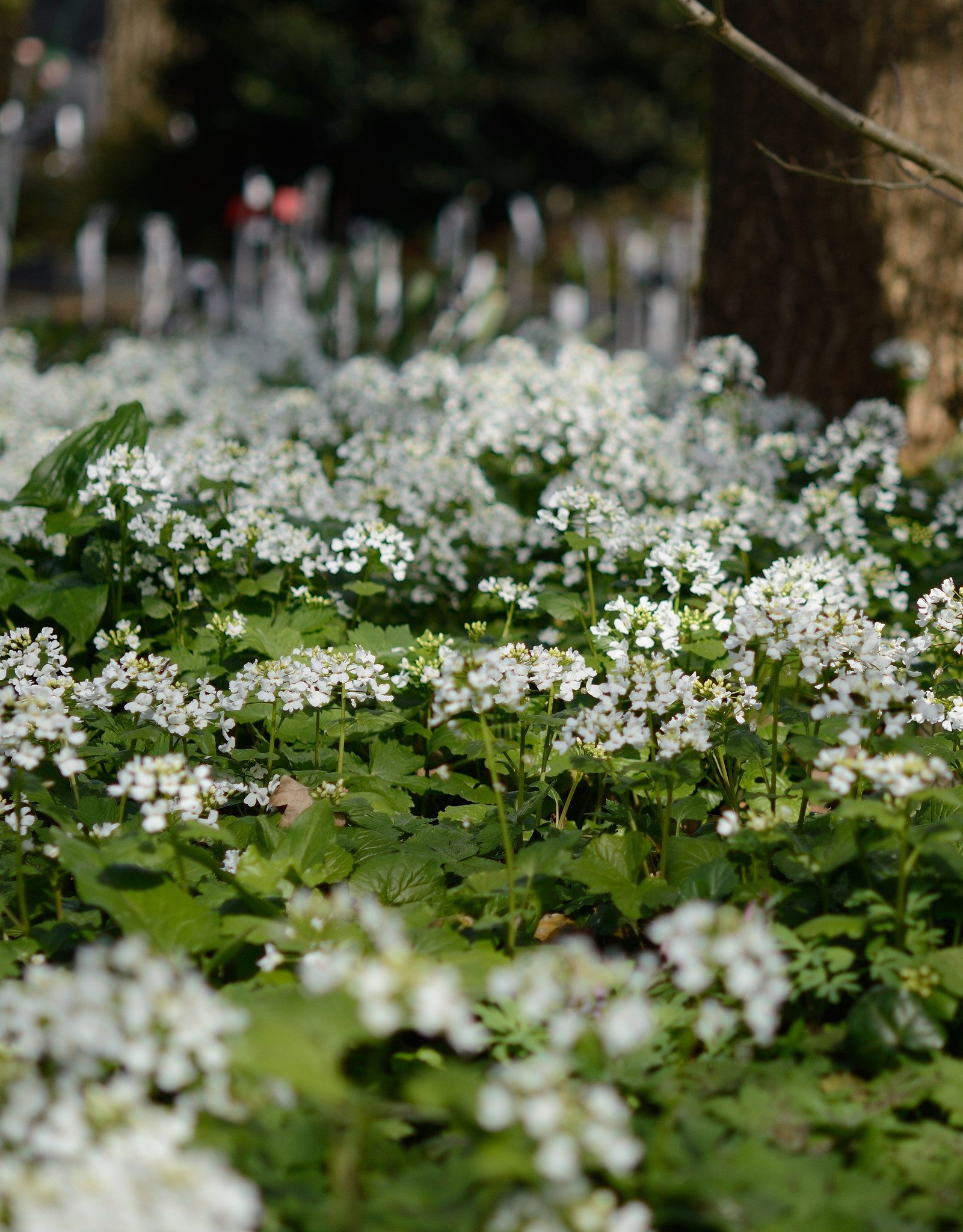Lauch  Pachyphragma macrophyllum (Grossblättriges Scheinschaumkraut) (Saatgut)