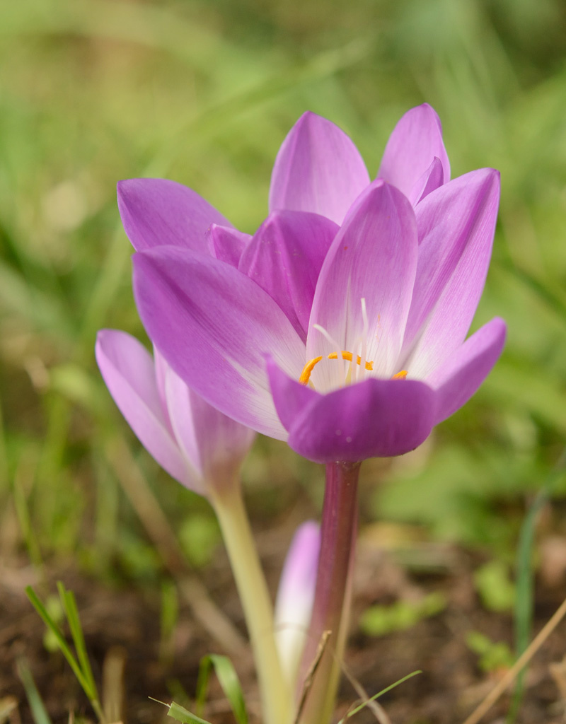 Herbstzeitlose  Colchicum speciosum 'Atrorubens' (Herbst-Zeitlose)  - ANGEBOT