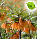 Kaiserkrone  Fritillaria 'Early Dream' (Kaiserkrone), BIO - ANGEBOT