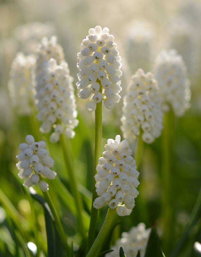 Traubenhyazinthe  Muscari aucheri 'White Magic' (Traubenhyazinthe) , BIO - ANGEBOT