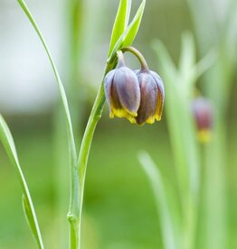 Schachblume (Fuchstrauben)  Fritillaria uva-vulpis - ANGEBOT