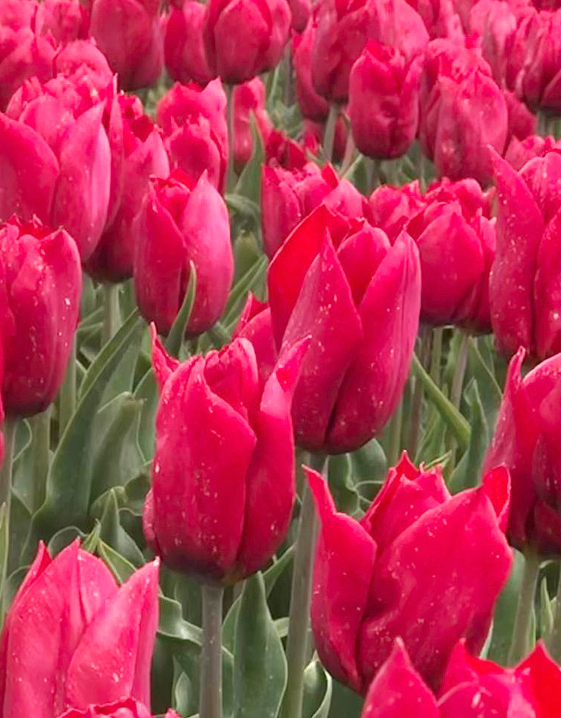 Tulpe  Tulipa 'Strong Love', BIO  - ANGEBOT