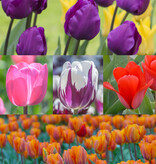 Mischung  250 Tulpen Paket