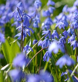 Blaustern (Sibirischer)  Scilla siberica 'Spring Beauty' - ANGEBOT