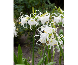 strelitzien zimmerpflanze Strelitzia Reginae :24 H:80 cm - Pflanzen sicher zu dir nach Hause