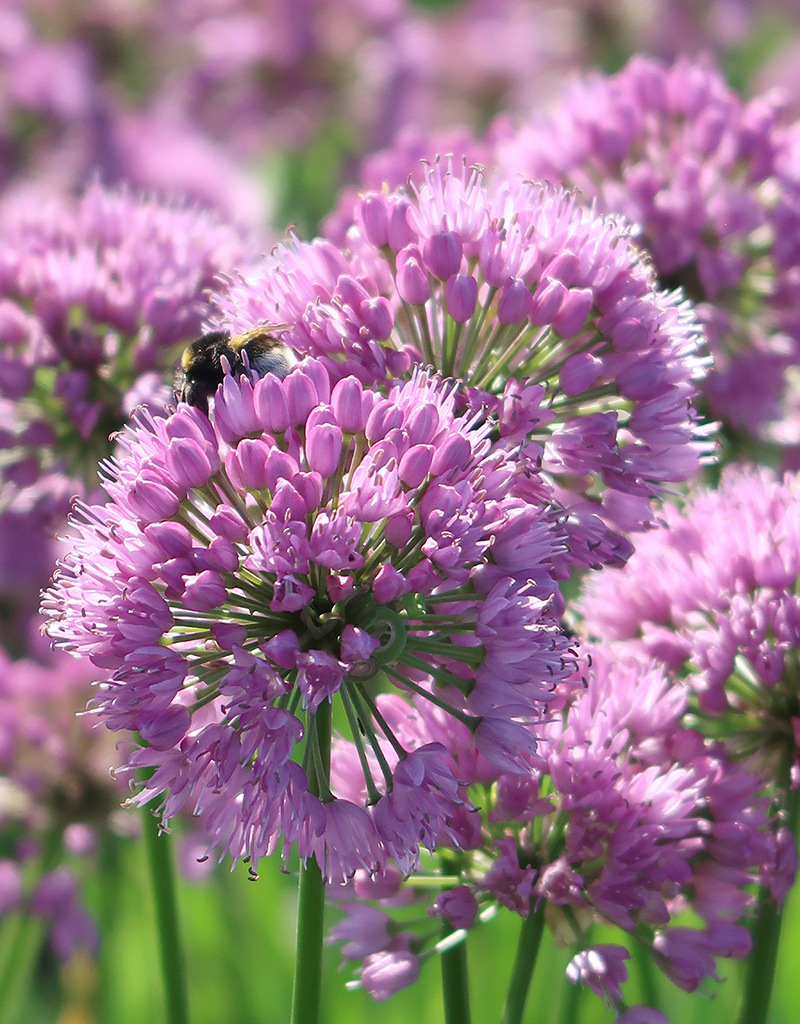 Lauch  Allium 'Millennium' (Direktversand)
