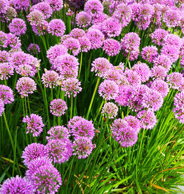 Lauch  Allium 'Millennium' (Direktversand)
