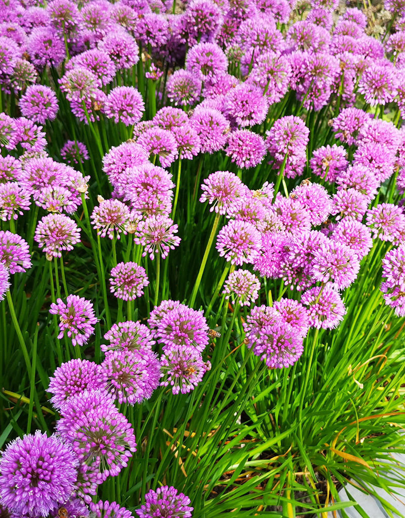 Lauch  Allium 'Millennium' (Direktversand)