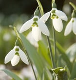 Schneeglöckchen  Galanthus elwesii 'im Grünen' (Grosses Schneeglöckchen) - Stinsenpflanze