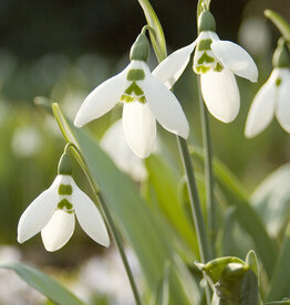 Schneeglöckchen  Galanthus elwesii - 'im Grünen'