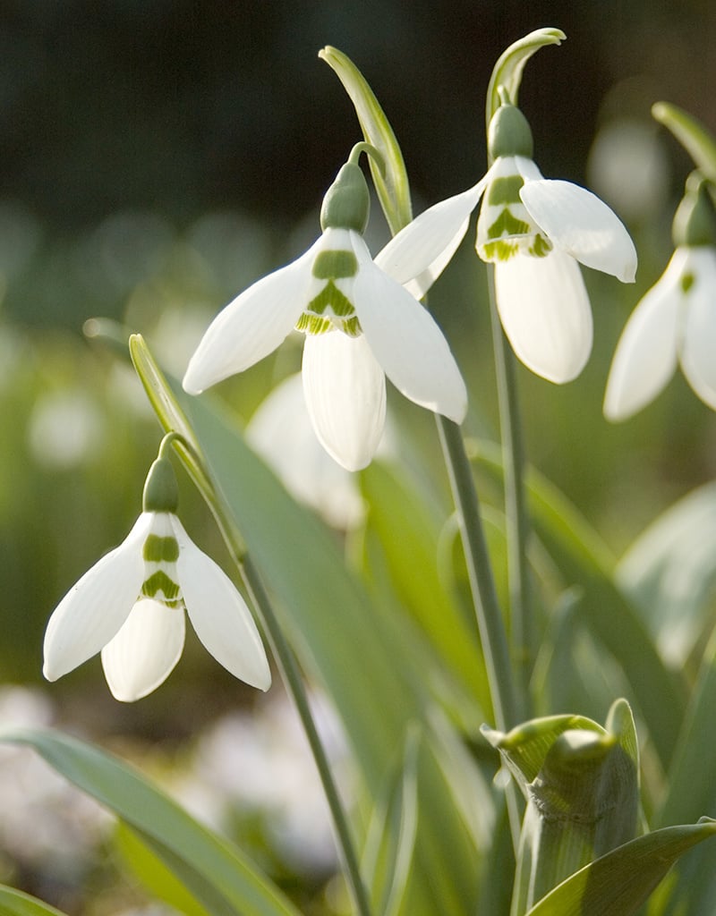 Schneeglöckchen  Galanthus elwesii 'im Grünen' (Grosses Schneeglöckchen) - Stinsenpflanze