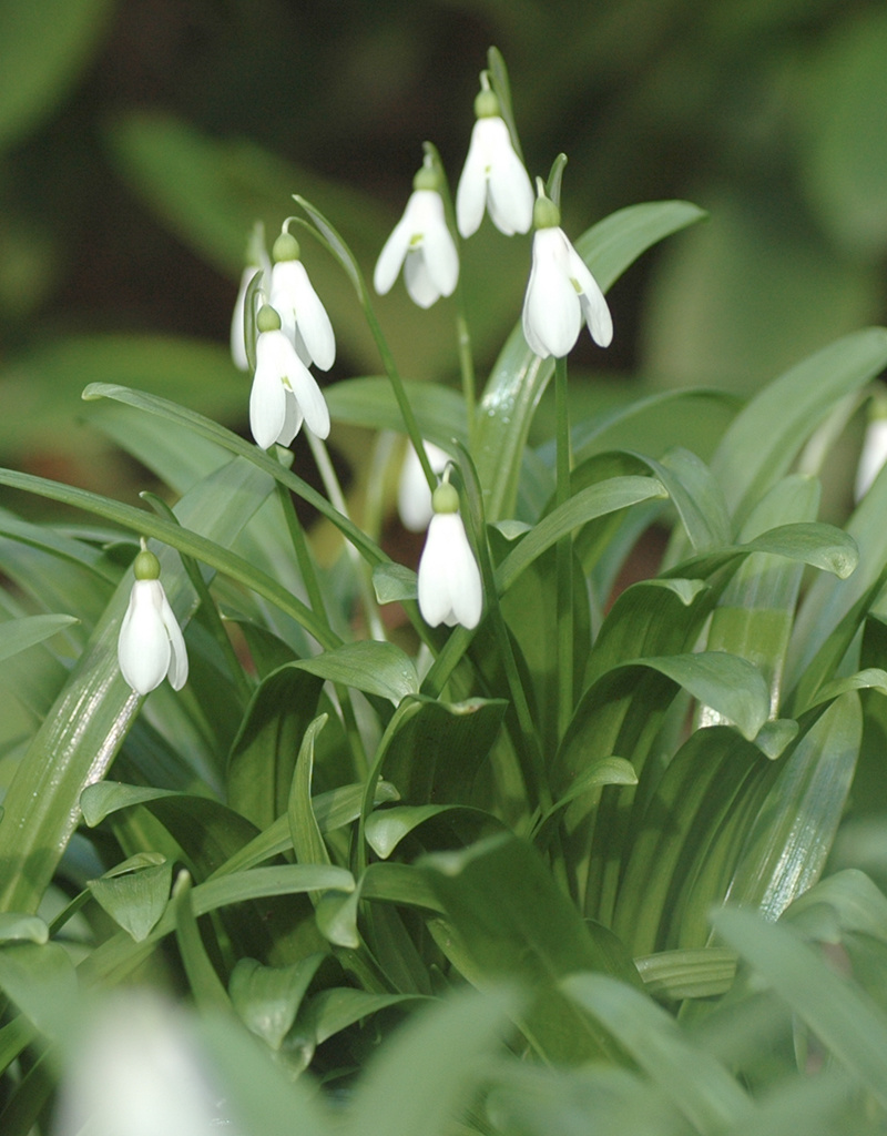 Schneeglöckchen (Woronow)  Galanthus woronowii 'im Grünen' (Woronow Schneeglöckchen) - Stinsenpflanze