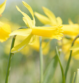 Narzisse  Narcissus 'Mite' - 'im Grünen'