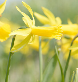 Narzisse  Narcissus 'Mite' - 'im Grünen'