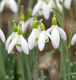 Schneeglöckchen  Galanthus nivalis 'White Dream' - 'im Grünen'