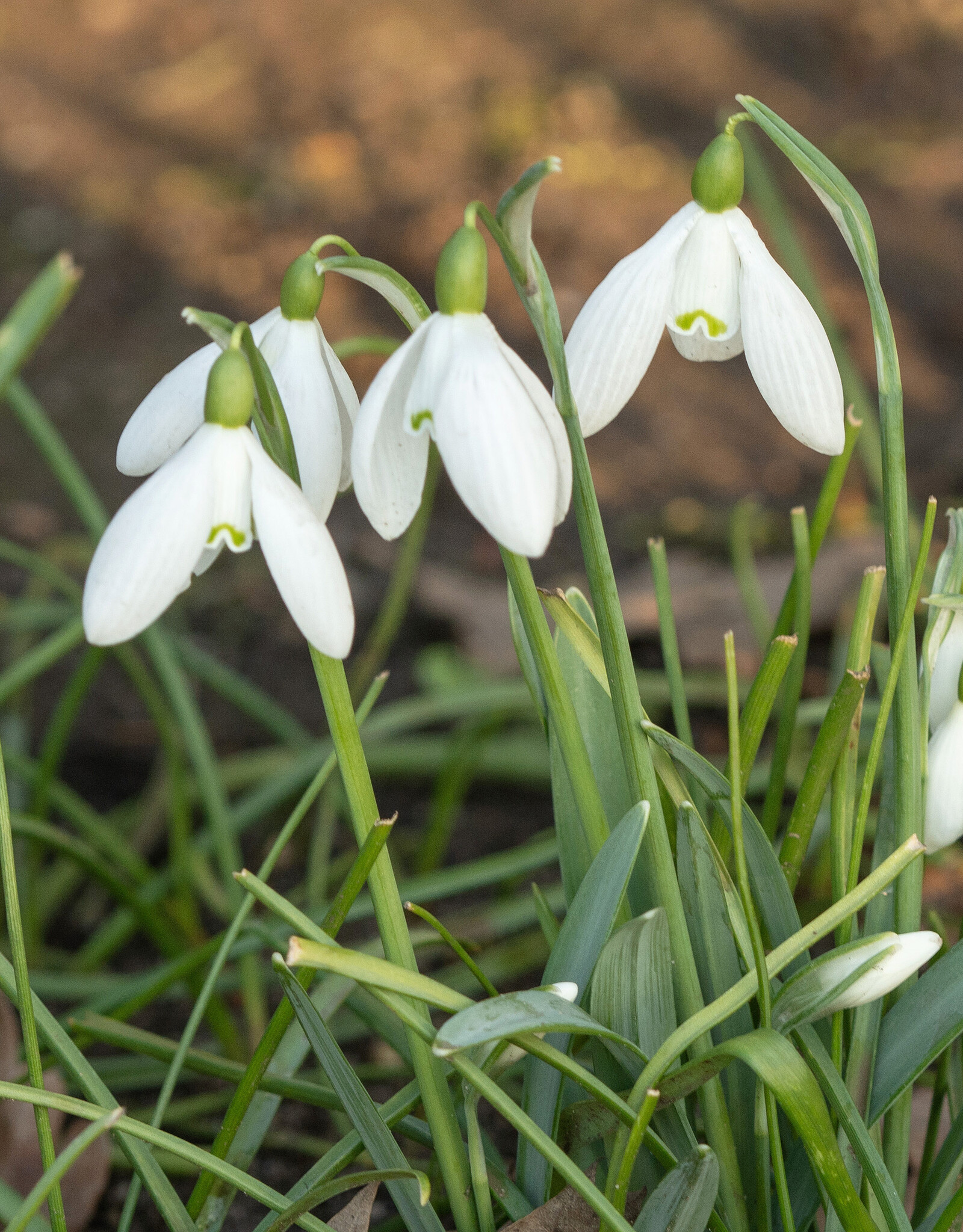 Schneeglöckchen  Galanthus 'Straffan' - 'im Grünen'