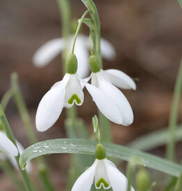 Schneeglöckchen  Galanthus nivalis 'Magnet' - 'im Grünen'