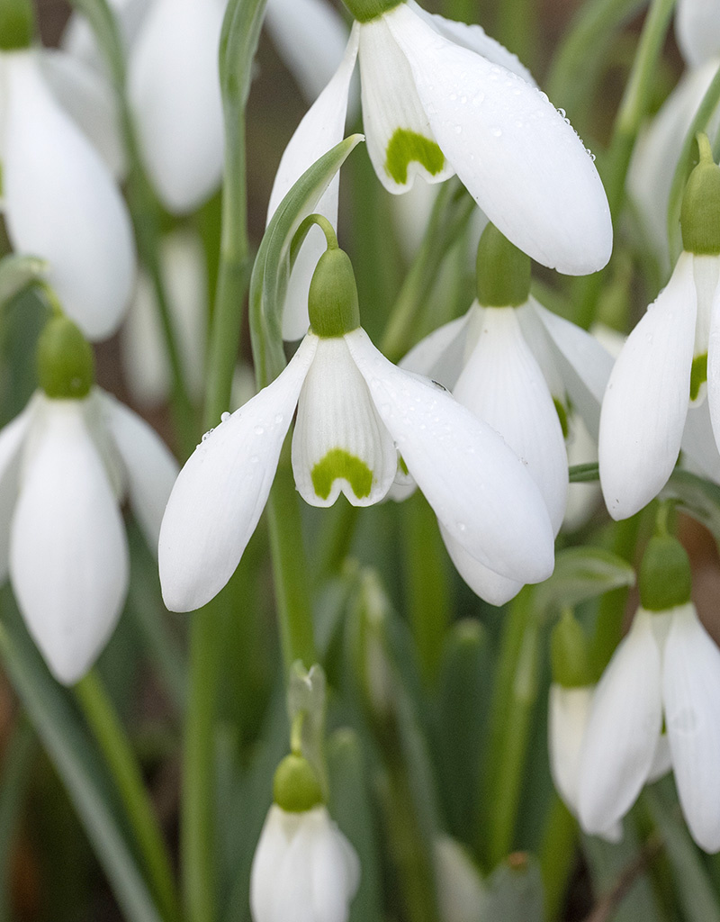 Schneeglöckchen  Galanthus plicatus - 'im Grünen'