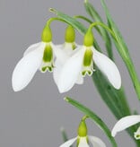 Schneeglöckchen  Galanthus gracilis - 'im Grünen'