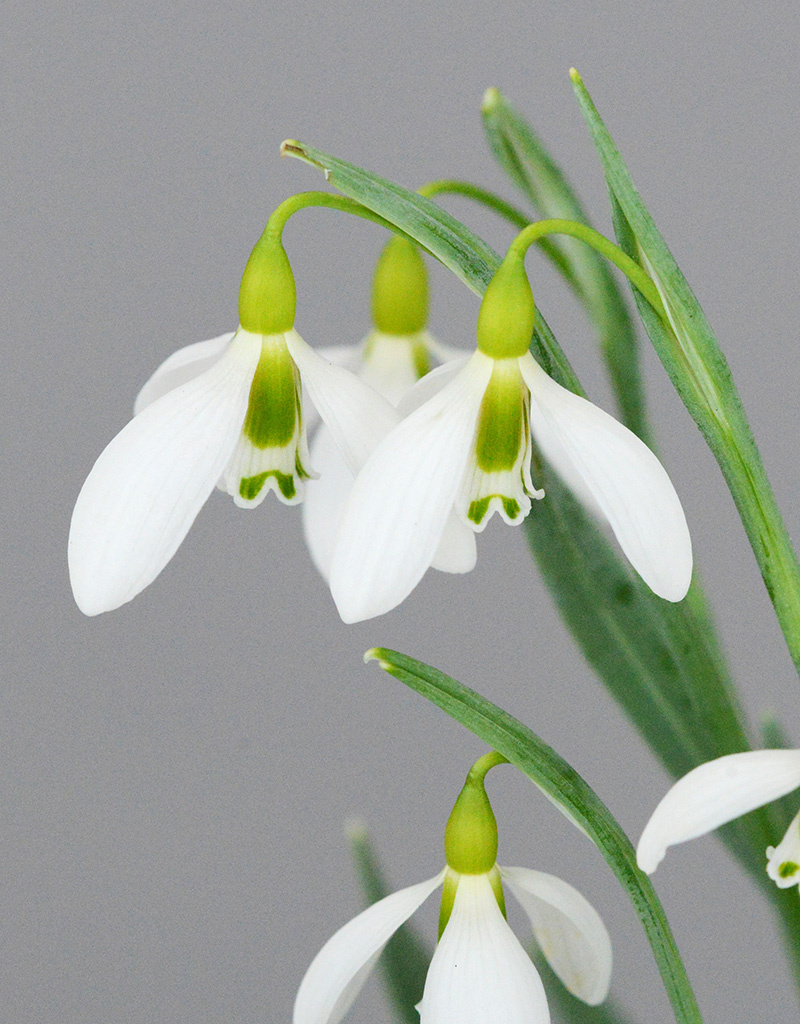 Schneeglöckchen  Galanthus gracilis - 'im Grünen'