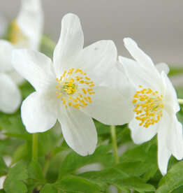 Buschwindröschen  Anemone nemorosa 'Leeds Variety' (Direktversand)