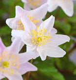 Buschwindröschen  Anemone nemorosa 'Frühlingsfee' (Buschwindröschen) - Stinsenpflanze (Direktversand)