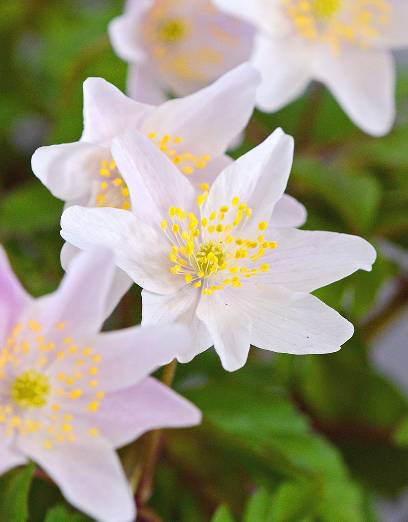 Buschwindröschen  Anemone nemorosa 'Frühlingsfee' (Buschwindröschen) - Stinsenpflanze (Direktversand)