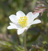 Buschwindröschen  Anemone nemorosa 'Lychette' (Buschwindröschen) - Stinsenpflanze (Direktversand)