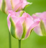 Tulpe  Tulipa 'Groenland', BIO (Tulpe)