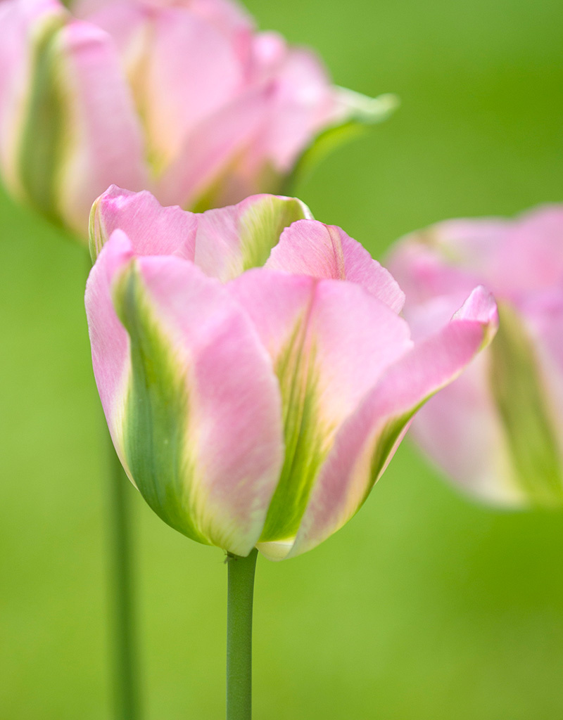 Tulpe  Tulipa 'Groenland', BIO (Tulpe)