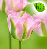 Tulpe  Tulipa 'Groenland', BIO (Tulpe)