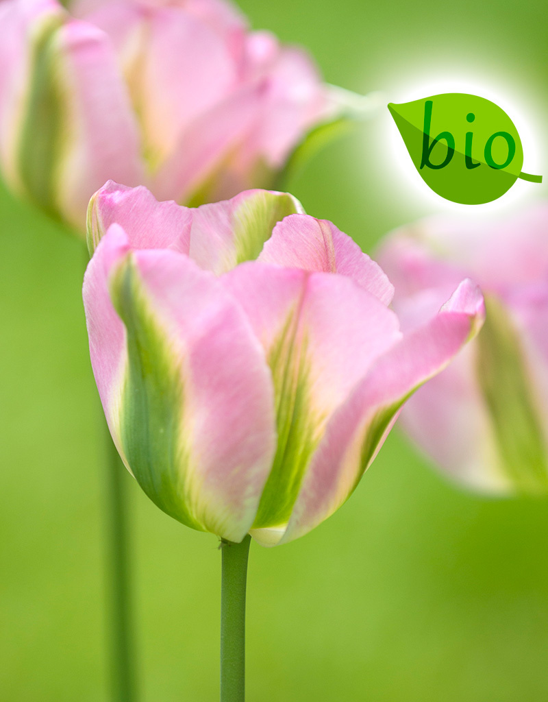Tulpe  Tulipa 'Groenland', BIO (Tulpe)
