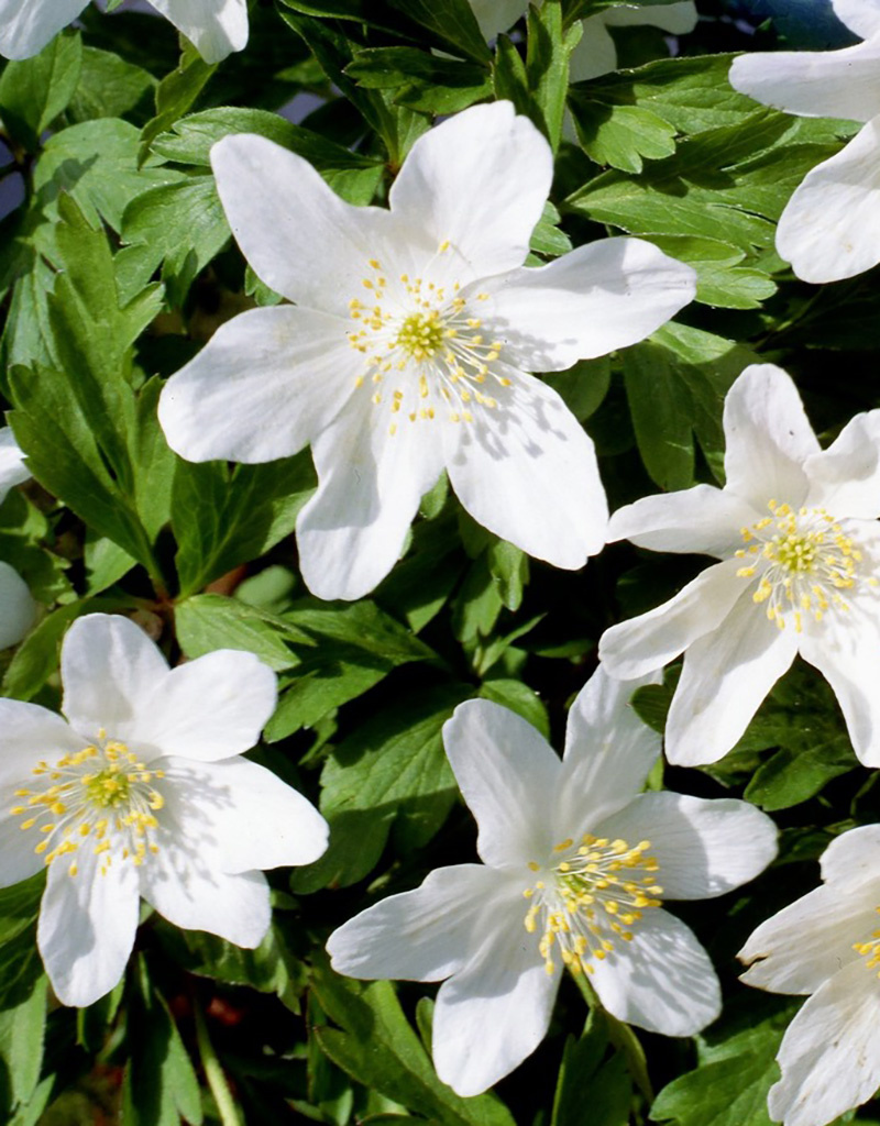 Buschwindröschen  Anemone nemorosa 'Leeds Variety' (Buschwindröschen) - Stinsenpflanze (Direktversand)