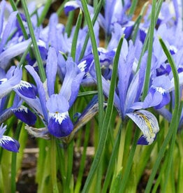 Iris (Kleine Netzblatt)  Iris reticulata 'Clairette'