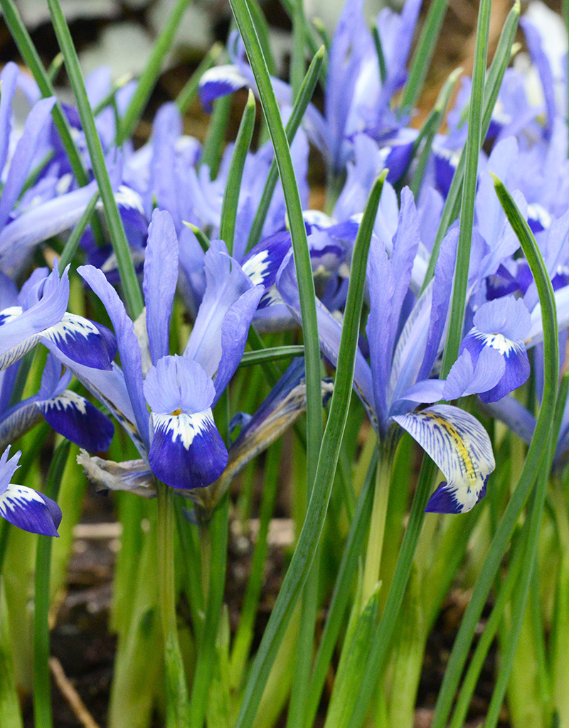 Iris (Kleine Netzblatt)  Iris reticulata 'Clairette' (Kleine Netzblatt Iris)