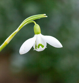 Schneeglöckchen  Galanthus 'Straffan' - 'im Grünen'