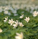 Buschwindröschen  Anemone nemorosa (Weisses Buschwindröschen) - Stinsenpflanze - Topf