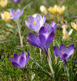 Mischung  Mischung: Botanische Krokusmischung – BIO - 100 Stück für 4 m²