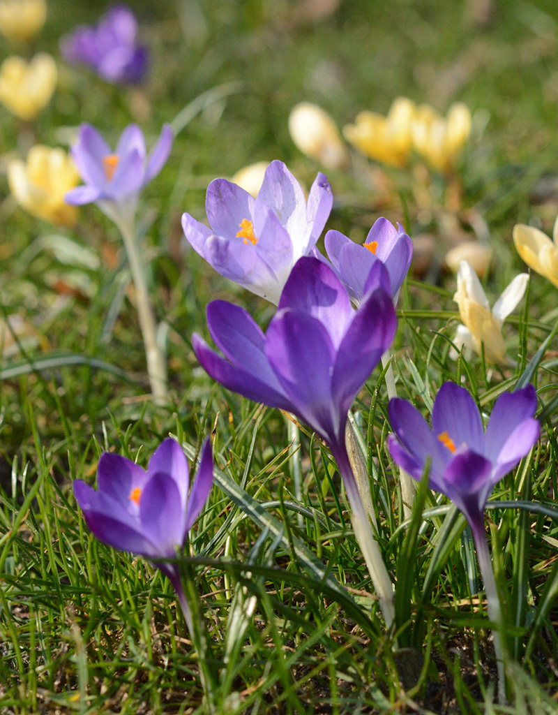 Mischung  Botanische Krokusmischung – BIO - 100 Stück für 4 m²
