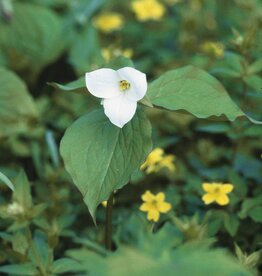 Waldlilie  Trillium grandiflorum (Direktversand) - ANGEBOT