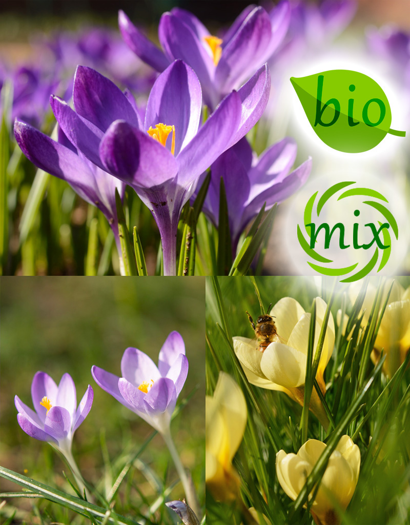 Mischung  Mischung: Botanische Krokusmischung – BIO - 100 Stück für 4 m²