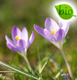 Mischung  Mischung: Botanische Krokusmischung – BIO - 100 Stück für 4 m²