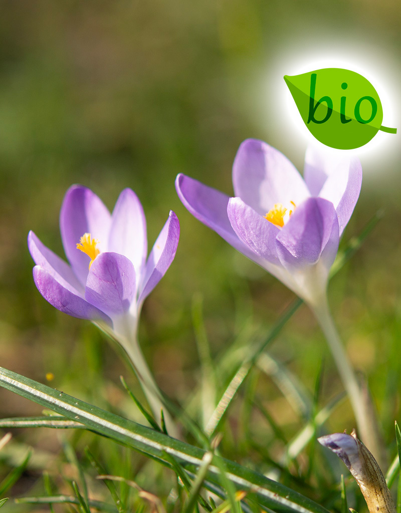 Mischung  Mischung: Botanische Krokusmischung – BIO - 100 Stück für 4 m²