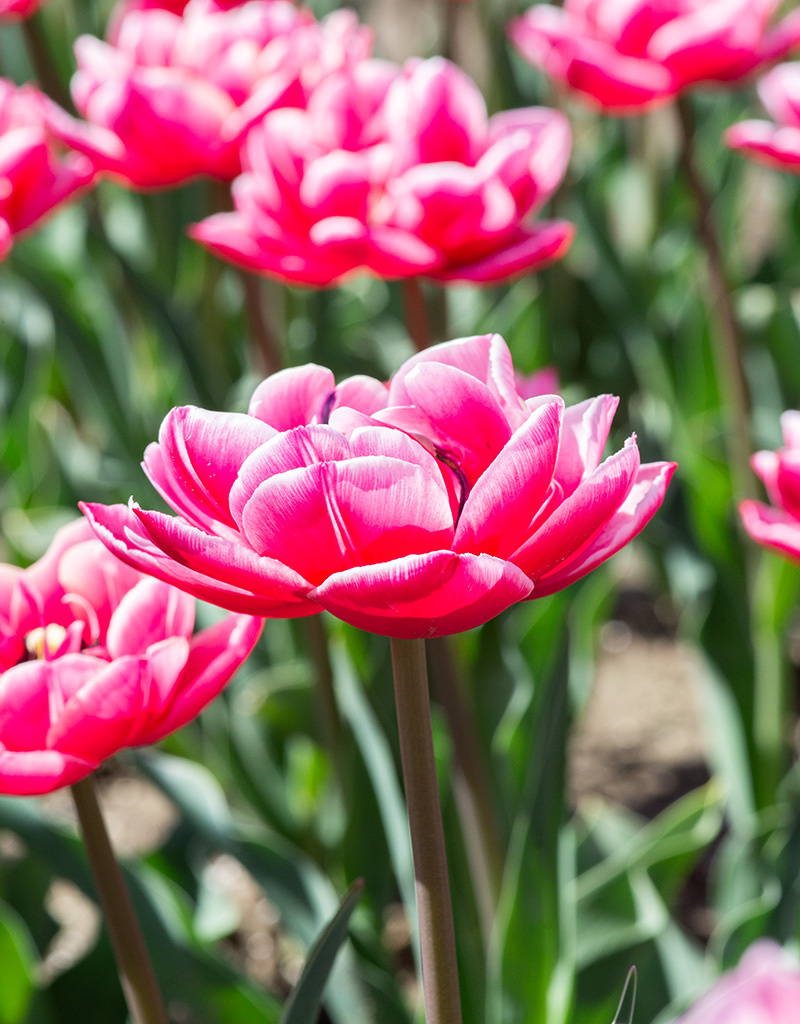 Tulpe  Tulipa 'Columbus', BIO